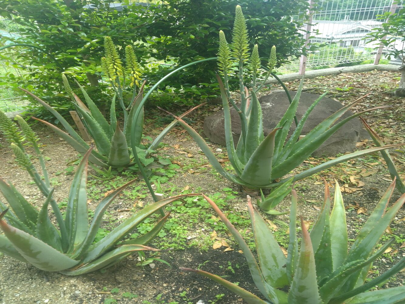 ブログ